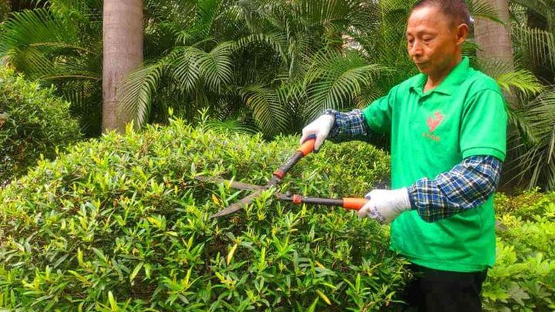 城市道路绿化防寒：关键措施与注意事项