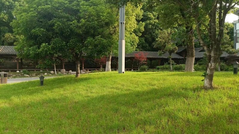 道路绿化苗木价格行情：揭秘影响价格的关键因素**